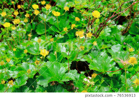 美麗的高山植物第2104部分：花草編織的美麗高原彩紙第2104部分 76536913