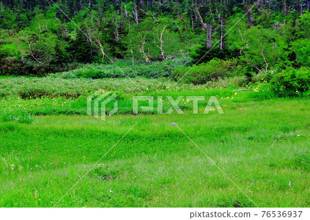 美麗的高山植物第2104部分：花草編織的美麗高原彩紙第2104部分 76536937