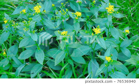 美麗的高山植物第2104部分：花草編織的美麗高原彩紙第2104部分 76536940