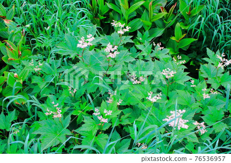 Beautiful alpine plants part 2104: Beautiful plateau colored paper woven by flowers and plants part 2104 76536957