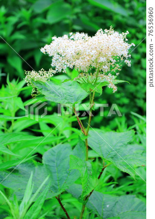 美麗的高山植物第2104部分：花草編織的美麗高原彩紙第2104部分 76536960