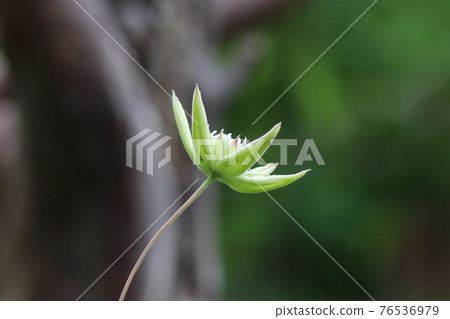 Clematis white manju flower bud single flower 76536979