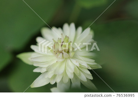 Clematis white flowers Clematis white flowers 76536995