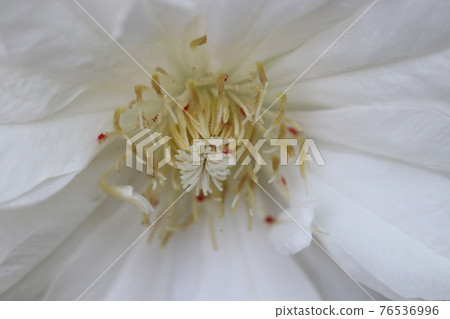 Clematis Dutchess of Edinburgh White Flower Up 76536996