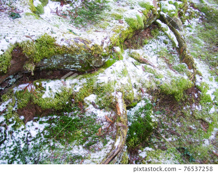 和歌山縣世界遺產高野山苔蘚和雪 76537258