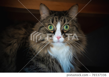 Domestic cat sitting under the couch close-up 76537336