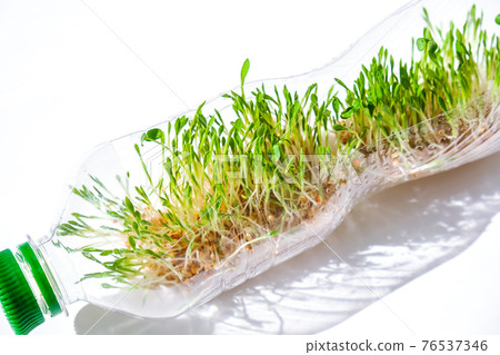 Young green plants in plastic bottle. Ecology and Environmental conversation. Earth day concept. Global pollution of the planet. Seedling Young green plants in plastic bottle. Ecology and Environmental conversation. Earth day concept. Global pollution of the planet. Seedling 76537346