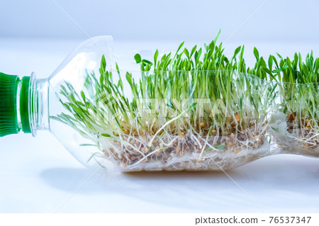 Young green plants in plastic bottle. Ecology and Environmental conversation. Earth day concept. Global pollution of the planet. Seedling Young green plants in plastic bottle. Ecology and Environmental conversation. Earth day concept. Global pollution of the planet. Seedling 76537347