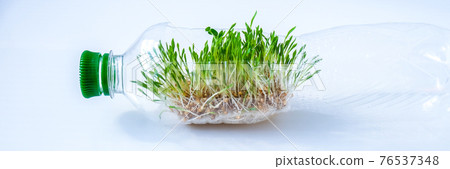 Young green plants in plastic bottle. Ecology and Environmental conversation. Earth day concept. Global pollution of the planet. Seedling Young green plants in plastic bottle. Ecology and Environmental conversation. Earth day concept. Global pollution of the planet. Seedling 76537348