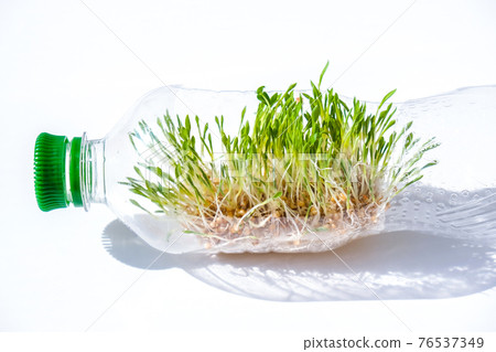Young green plants in plastic bottle. Ecology and Environmental conversation. Earth day concept. Global pollution of the planet. Seedling Young green plants in plastic bottle. Ecology and Environmental conversation. Earth day concept. Global pollution of the planet. Seedling 76537349