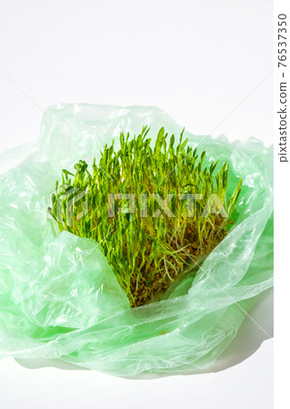 Young green plants in plastic bag. Ecology and Environment concept. Earth day concept. Global pollution of the planet. Seedling Young green plants in plastic bag. Ecology and Environment concept. Earth day concept. Global pollution of the planet. Seedling 76537350