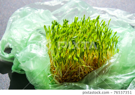 Young green plants in plastic bag. Ecology and Environment concept. Earth day concept. Global pollution of the planet. Seedling Young green plants in plastic bag. Ecology and Environment concept. Earth day concept. Global pollution of the planet. Seedling 76537351
