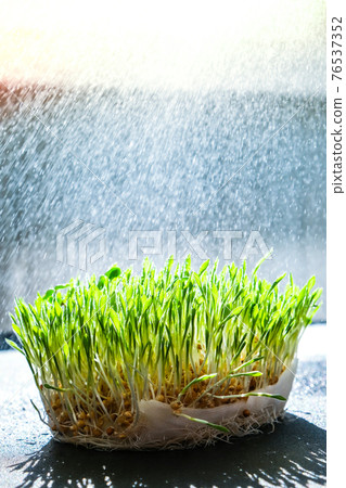 Germination Sprouted wheat on table. Roots, food, health. Micro green sprouts. Organic, vegan healthy food concept. Home gardening Watering Seedlings. Germination Sprouted wheat on table. Roots, food, health. Micro green sprouts. Organic, vegan healthy food concept. Home gardening Watering Seedlings. 76537352