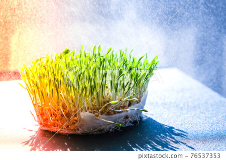 Germination Sprouted wheat on table. Roots, food, health. Micro green sprouts. Organic, vegan healthy food concept. Home gardening Watering Seedlings. Germination Sprouted wheat on table. Roots, food, health. Micro green sprouts. Organic, vegan healthy food concept. Home gardening Watering Seedlings. 76537353