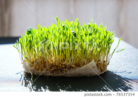 Sprouted wheat on table. Roots, food, health. Micro green sprouts. Organic, vegan healthy food concept. Home gardening Seedlings. Sprouted wheat on table. Roots, food, health. Micro green sprouts. Organic, vegan healthy food concept. Home gardening Seedlings. 76537354