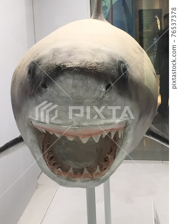 從前面看到的鯊魚 76537378