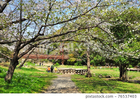 大和市和泉之森:櫻花盛開、綠橋、戲水 大和市和泉之森:櫻花盛開、綠橋、戲水 76537403