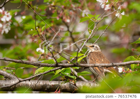 Thrush perched on the side branch of cherry blossoms in spring Thrush perched on the side branch of cherry blossoms in spring 76537476