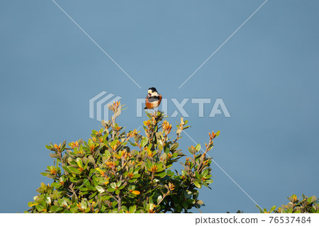 春季 01 年,各種山雀在灌木頂部鳴叫 春季 01 年,各種山雀在灌木頂部鳴叫 76537484