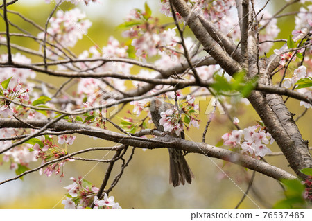 春天,夜鶯和櫻花♪ 春天,夜鶯和櫻花♪ 76537485
