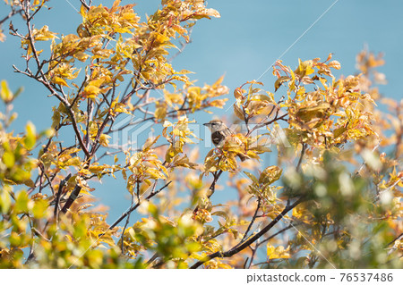 前往春天的赤褐色麻雀雌性 前往春天的赤褐色麻雀雌性 76537486
