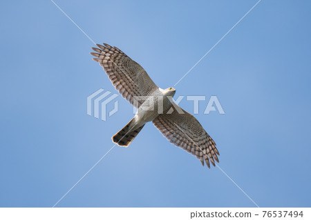 A young sparrowhawk sailing over the sky in spring 76537494
