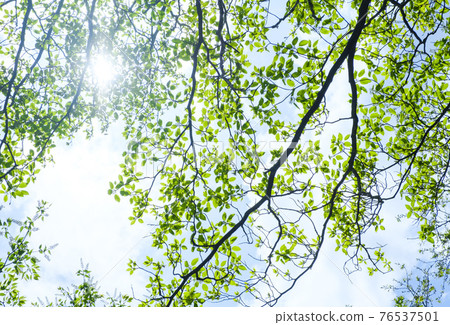 Spring fresh green and backlit sunbeams 76537501