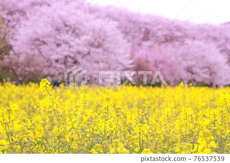 埼玉縣權現堂公園的櫻花和油菜花 埼玉縣權現堂公園的櫻花和油菜花 76537539