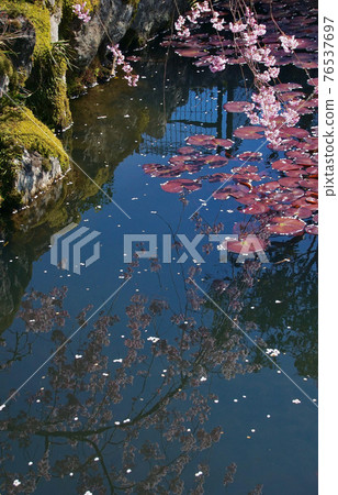 Koyasan Spring, Haraikawabenzai Tenmae Pond, Koya Town, Ito District, Wakayama Prefecture Koyasan Spring, Haraikawabenzai Tenmae Pond, Koya Town, Ito District, Wakayama Prefecture 76537697