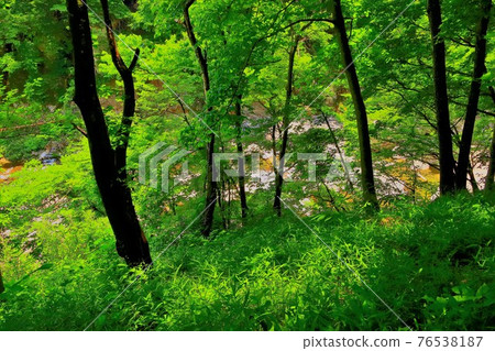 綠色萊斯峽谷 綠色萊斯峽谷 76538187