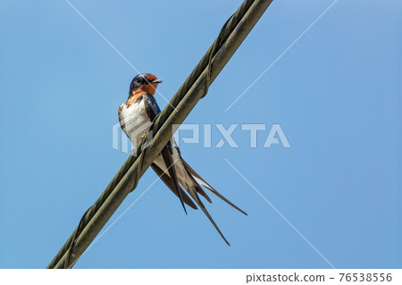 燕子在藍天下停留在電線上 燕子在藍天下停留在電線上 76538556