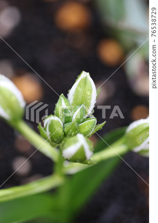 White flowers with polka dots of morning dew White flowers with polka dots of morning dew 76538729