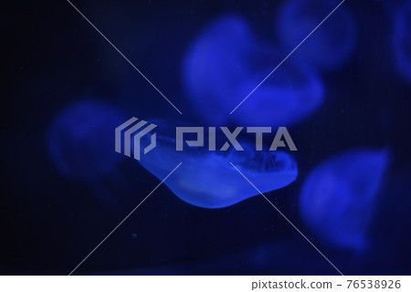 Wakayama Prefectural Nature Museum 76538926