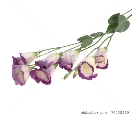 白色背景的桔梗花棚拍 76538959