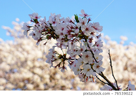 Sakura Yao City Osaka 76539022