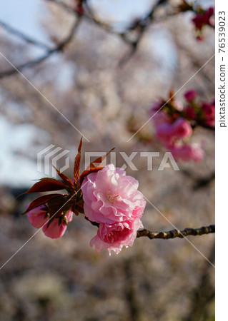 Sakura Yao City Osaka 76539023