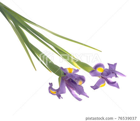 白色背景的鳶尾花靜物 白色背景的鳶尾花靜物 76539037