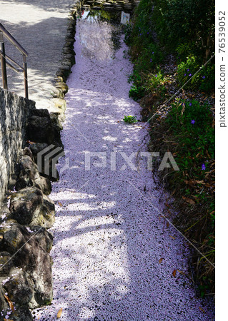 大阪櫻八市 76539052