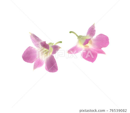 棚拍粉色的蘭花 棚拍粉色的蘭花 76539082