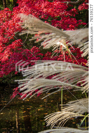 Autumn leaves in the garden of Tama Imperial Mausoleum in Hachioji City 76539177