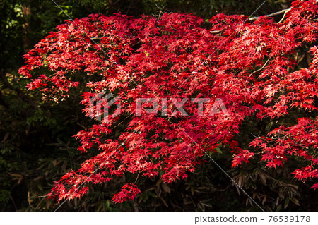 Autumn leaves in the garden of Tama Imperial Mausoleum in Hachioji City 76539178