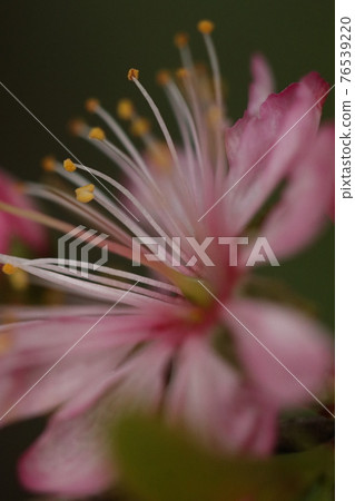 Pretty and beautiful Prunus japonica flower up Pretty and beautiful Prunus japonica flower up 76539220