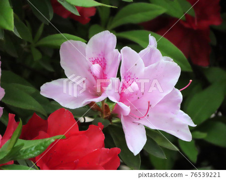 Beautiful azalea beauty Beautiful azalea beauty 76539221