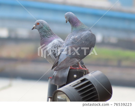 Good friend pigeon Good friend pigeon 76539223