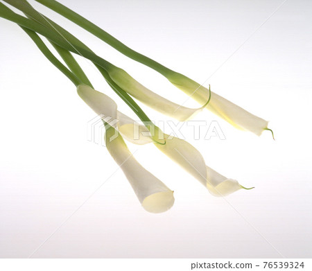 室內棚拍海芋花靜物 76539324