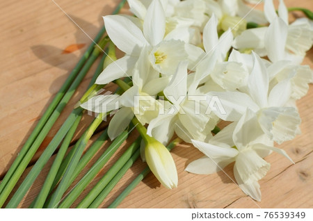 奶油色的水仙花 奶油色的水仙花 76539349