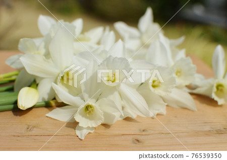 奶油色的水仙花 奶油色的水仙花 76539350