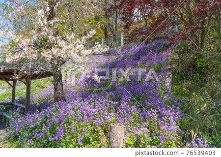 Orychophragmus communis blooming near the entrance of Hitsujiyama Park Orychophragmus communis blooming near the entrance of Hitsujiyama Park 76539403