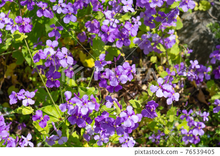 Orychophragmus communis blooming near the entrance of Hitsujiyama Park Orychophragmus communis blooming near the entrance of Hitsujiyama Park 76539405