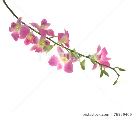室內白底的靜物蘭花 76539469
